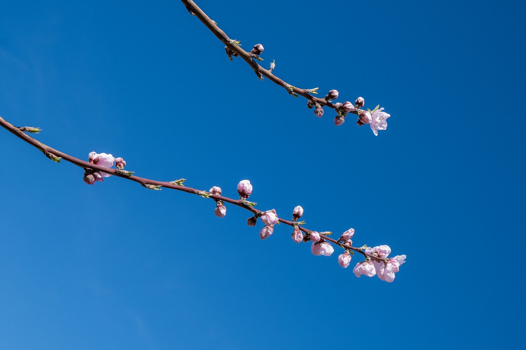 City Blossom photograph by GK3000 / photographer in barcelona, fotografo en barcelona