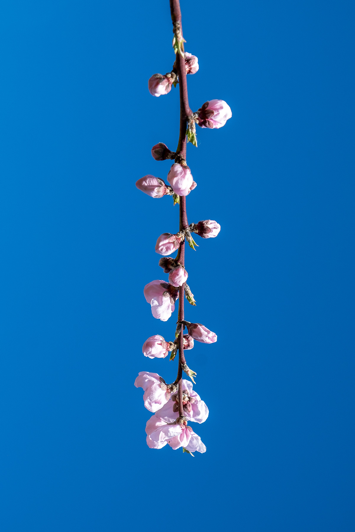 City Blossom photograph by GK3000 / photographer in barcelona, fotografo en barcelona