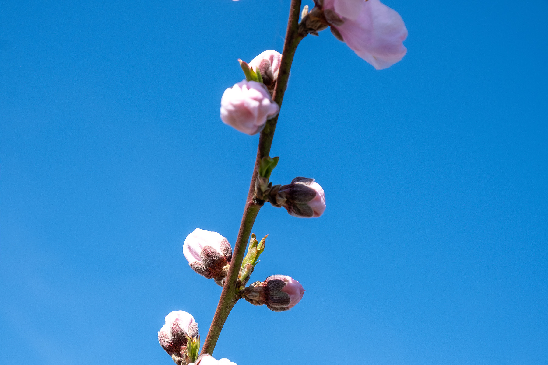 City Blossom photograph by GK3000 / photographer in barcelona, fotografo en barcelona