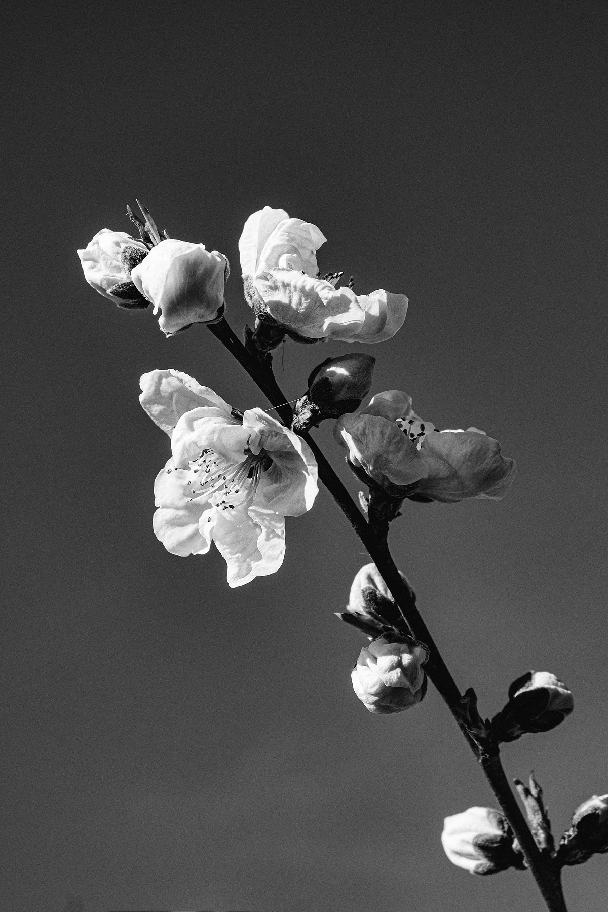 City Blossom photograph by GK3000 / photographer in barcelona, fotografo en barcelona