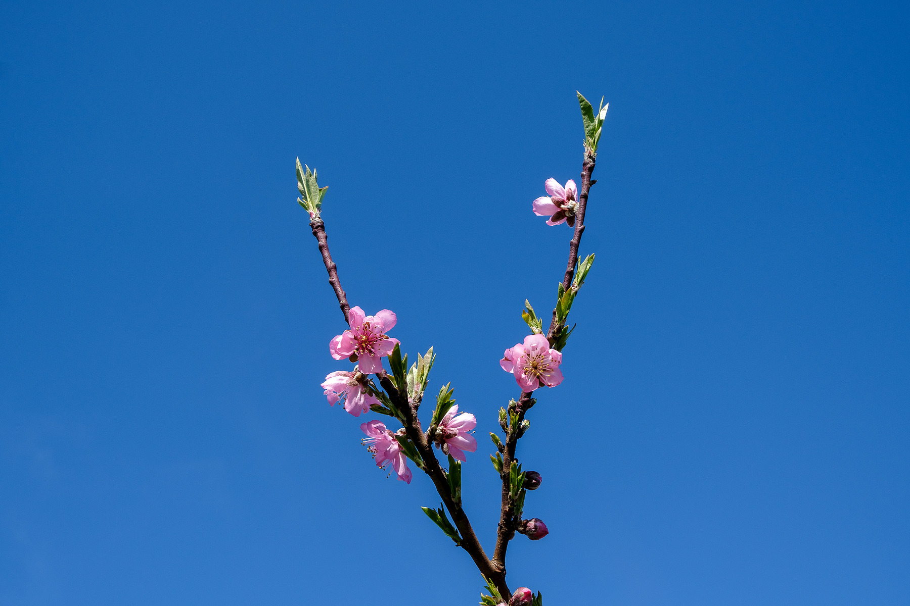 City Blossom photograph by GK3000 / photographer in barcelona, fotografo en barcelona