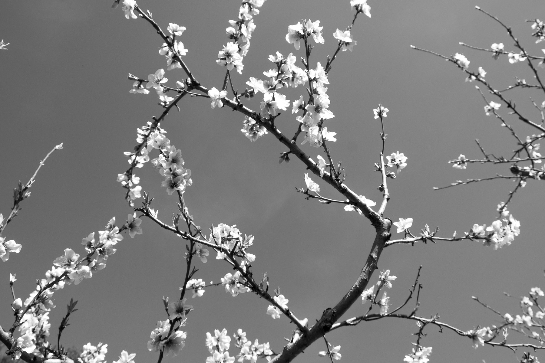 City Blossom photograph by GK3000 / photographer in barcelona, fotografo en barcelona