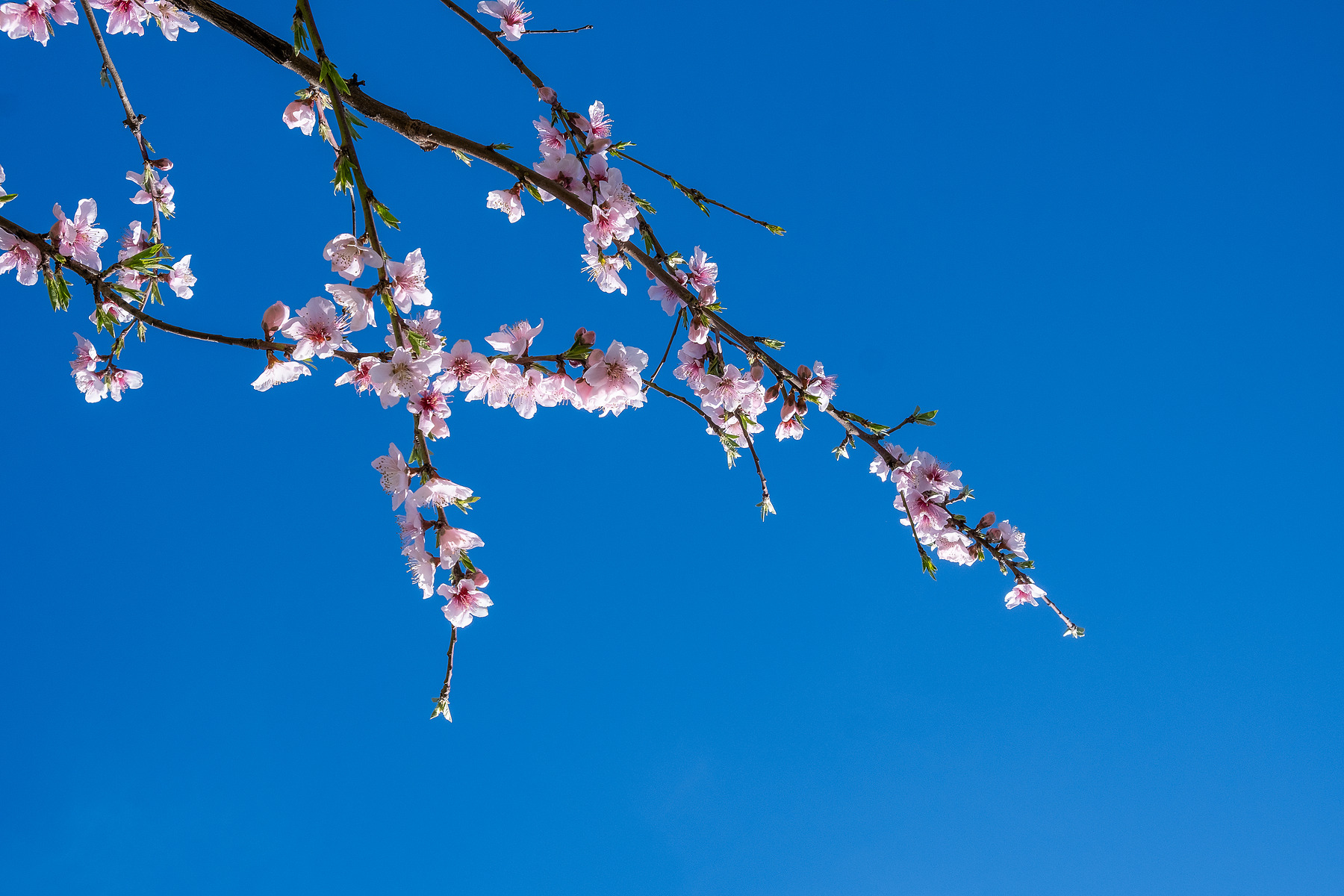 City Blossom photograph by GK3000 / photographer in barcelona, fotografo en barcelona