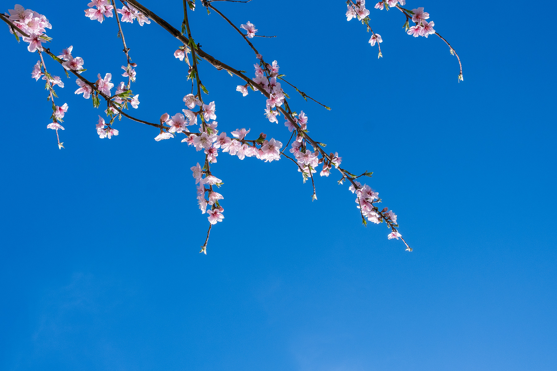 City Blossom photograph by GK3000 / photographer in barcelona, fotografo en barcelona