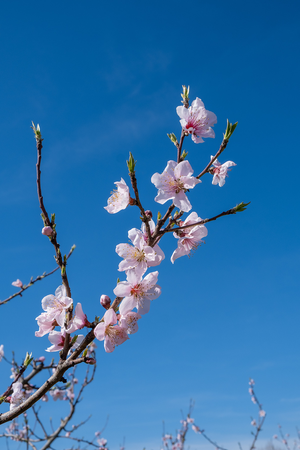 City Blossom photograph by GK3000 / photographer in barcelona, fotografo en barcelona
