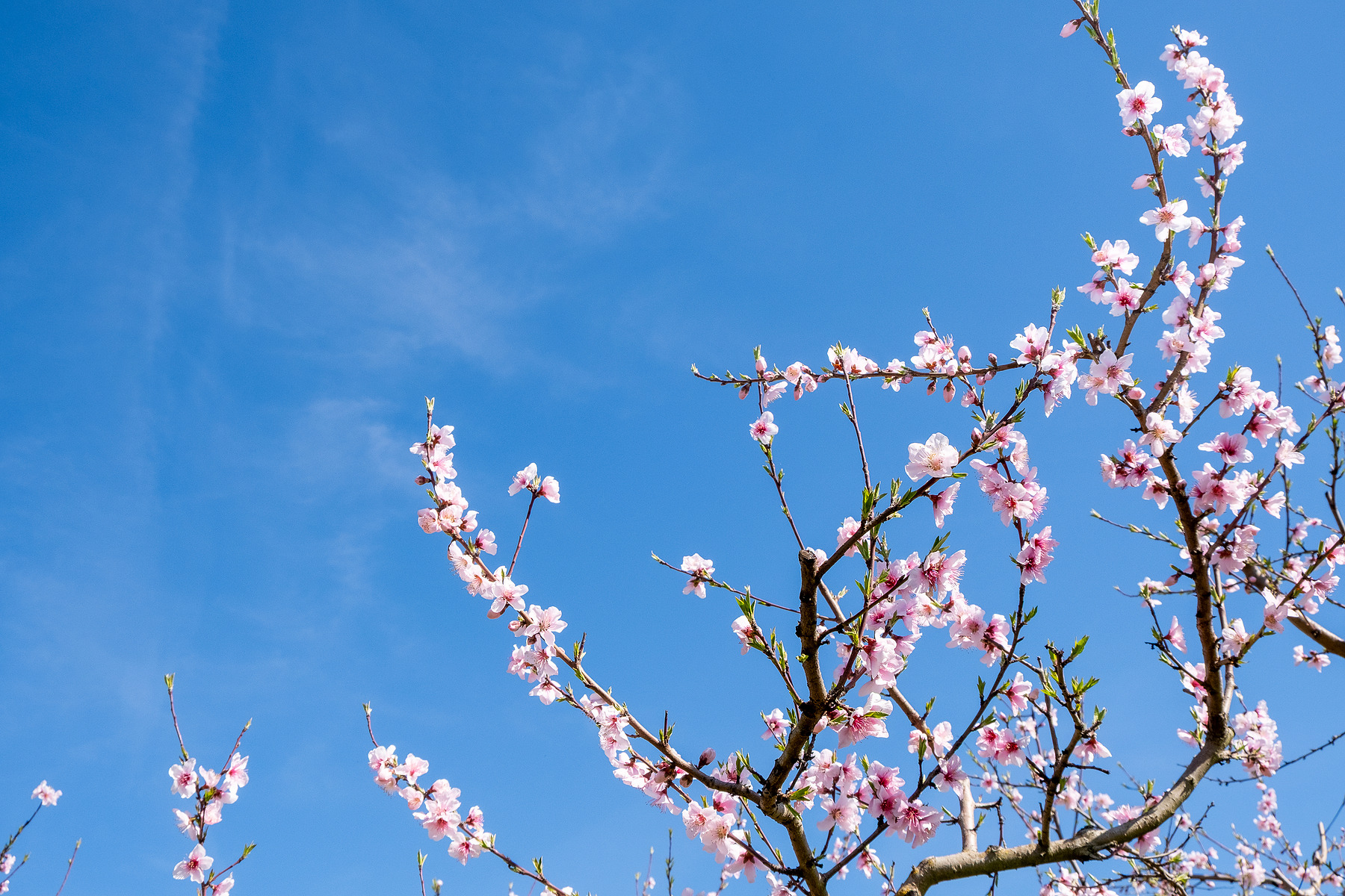 City Blossom photograph by GK3000 / photographer in barcelona, fotografo en barcelona