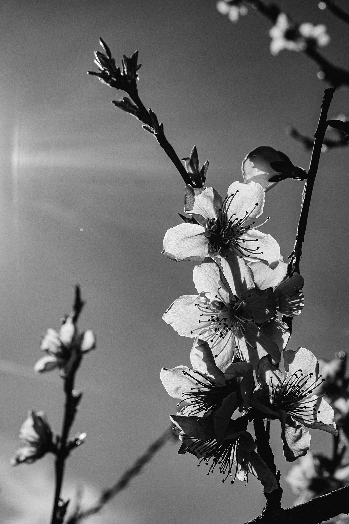 City Blossom photograph by GK3000 / photographer in barcelona, fotografo en barcelona