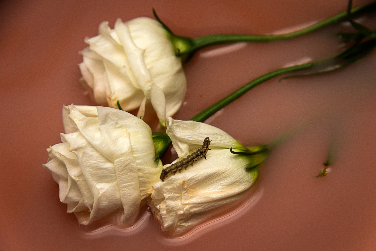 Young Love Will End photograph by GK3000